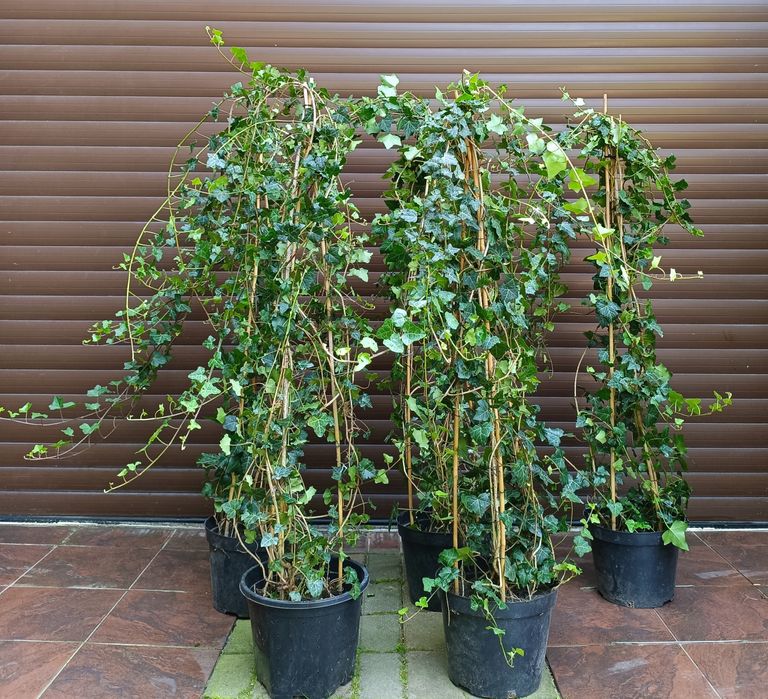Duże kępy bluszczu Hedera Helix 100cm-130cm