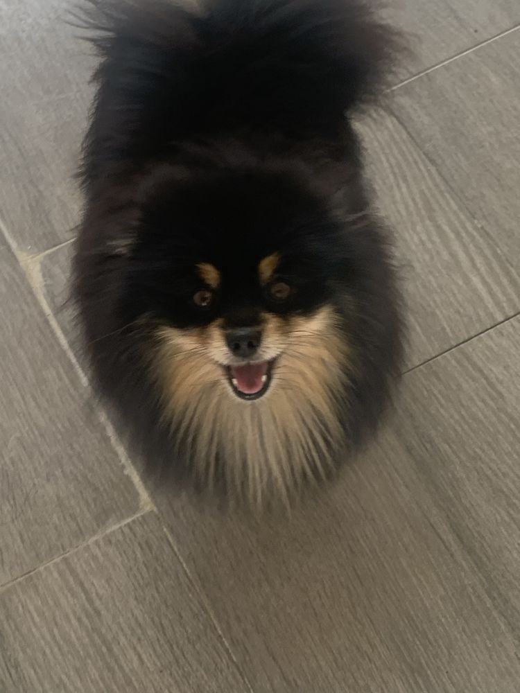 Spitz Alemão Anão