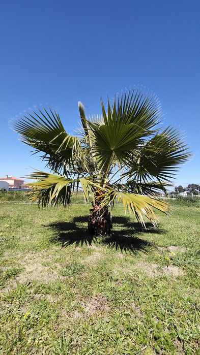 Palmeira Washingtonia