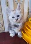 Cudowny Kocurek Maine Coon srebrna shaded William