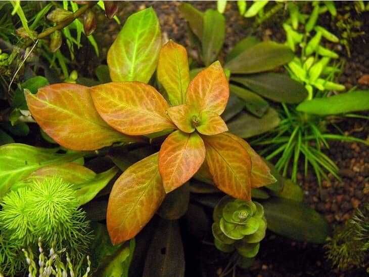 ludwigia dark orange