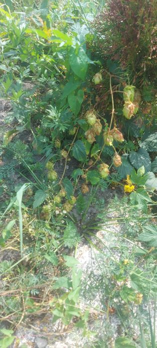 Chmiel na Szybki ŻYWOPŁOT Sadzonka Humulus Lupulus