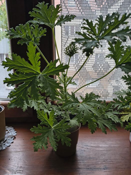 Geranium pelargonia pachnąca anginka