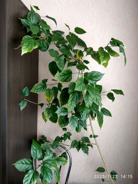 Троянда, китайська троянда, вазон, дерево.Привезу!!!