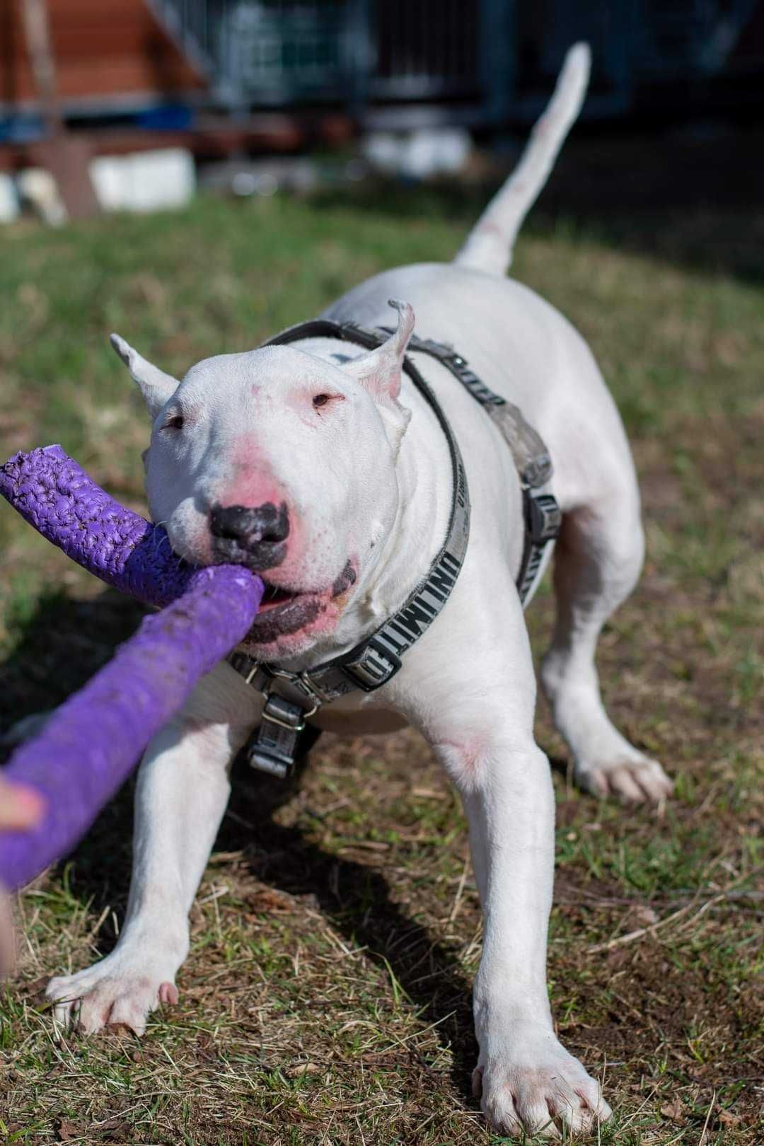 Adopcja Bullterier Guli  do adopcji Amstaffy Niczyje