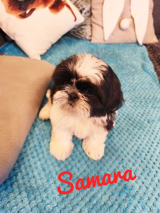 Shih Tzu - Samara piękna dziewczyna , wspaniały charakter.