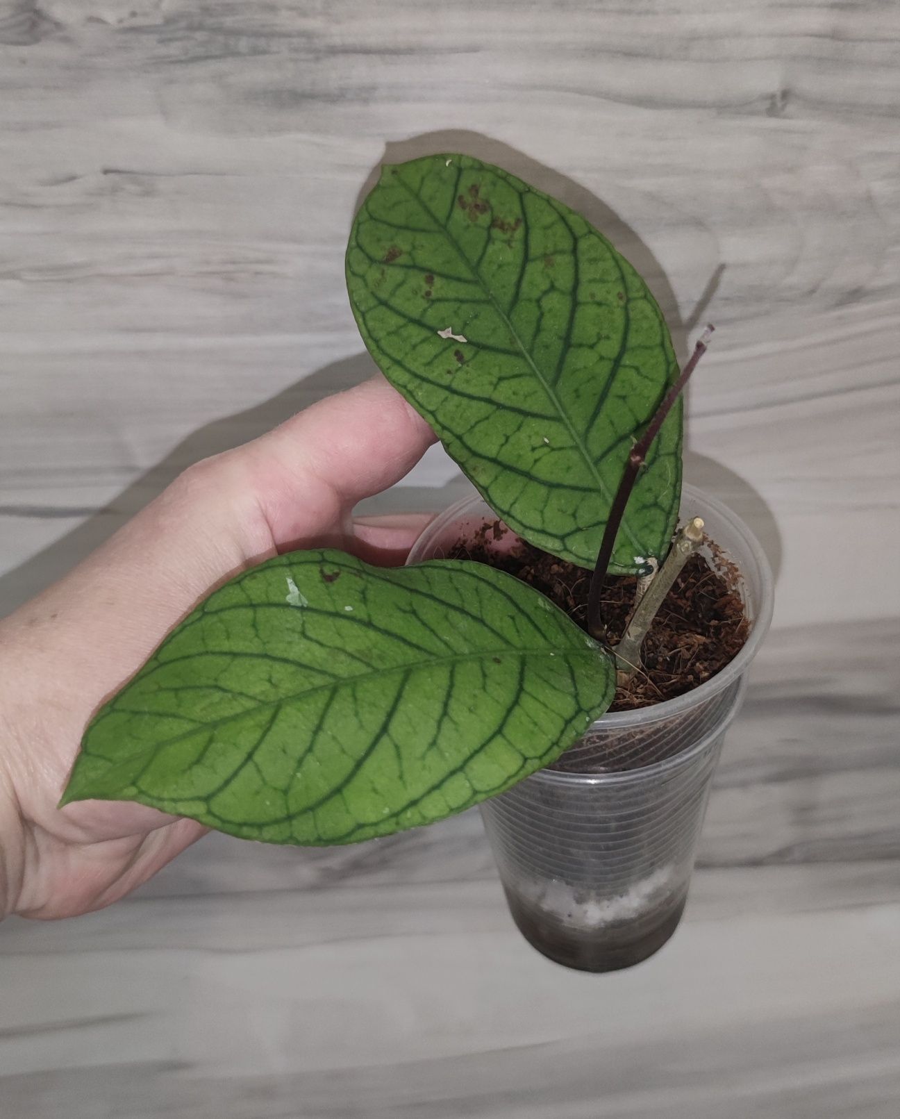 Хойя Hoya Elliptica splash, Undulata та ін.