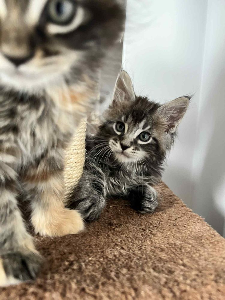Śliczne Maine Coon