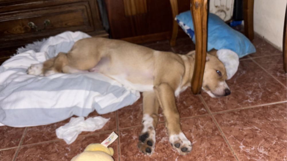 Cão para adoção com 3 meses