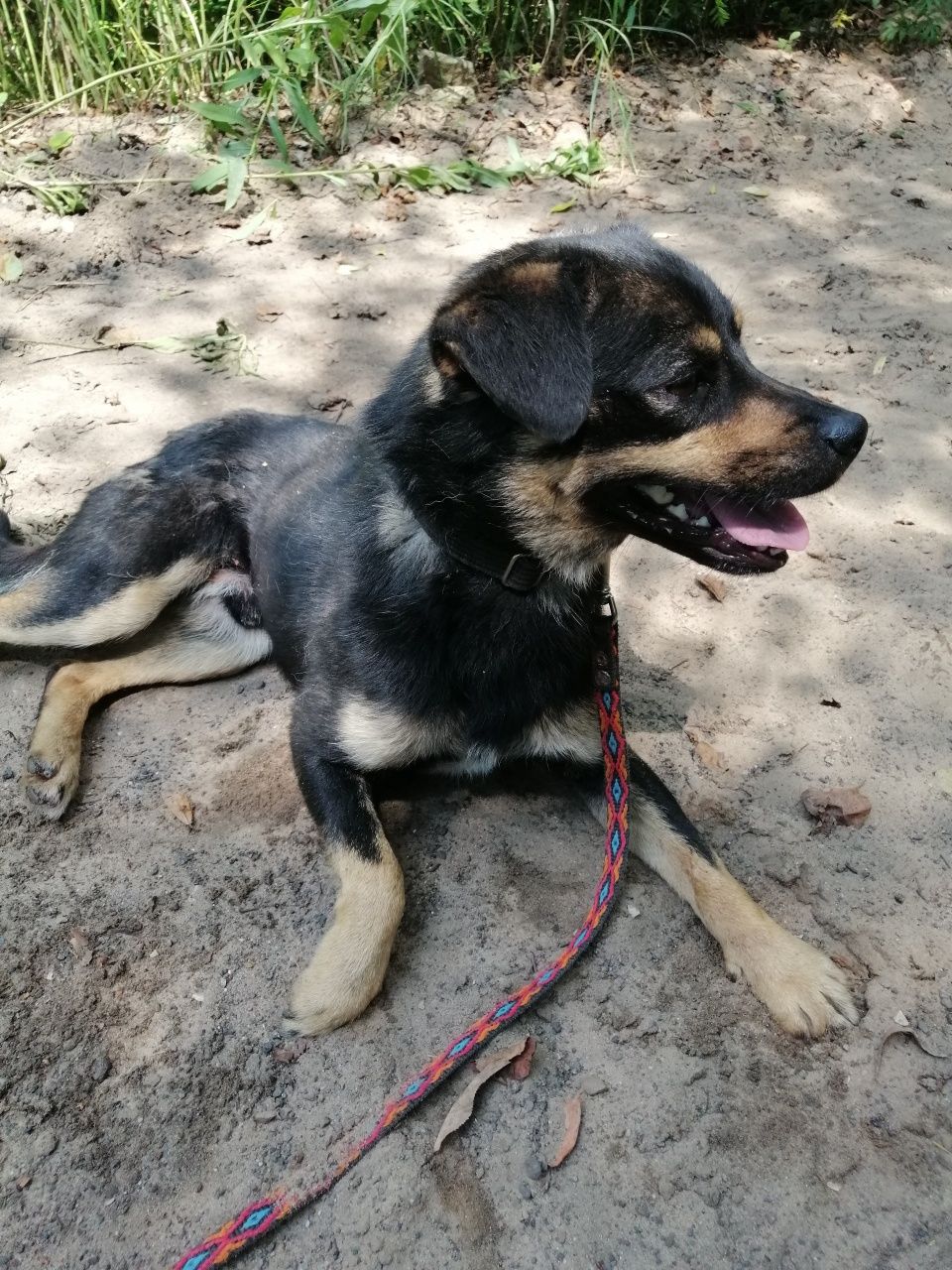 ZIOMEK młody spokojny piesek poleca się do adopcji