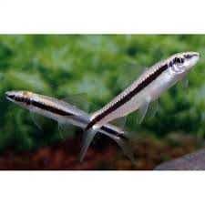 kosiarka/ grubowarg syjamski SKLEP ŻYRAFA