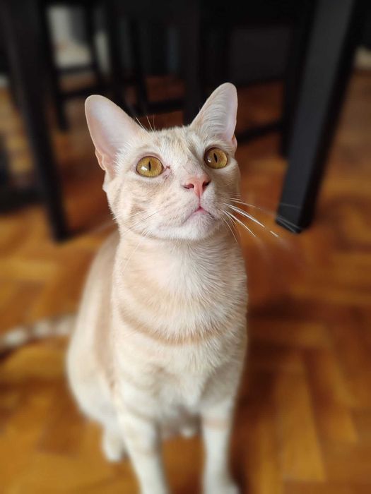 Gato para adoção consciente