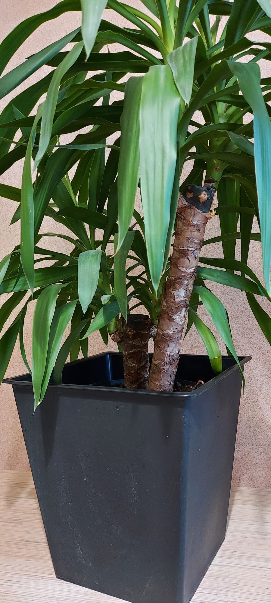 Juka z donicą 150cm