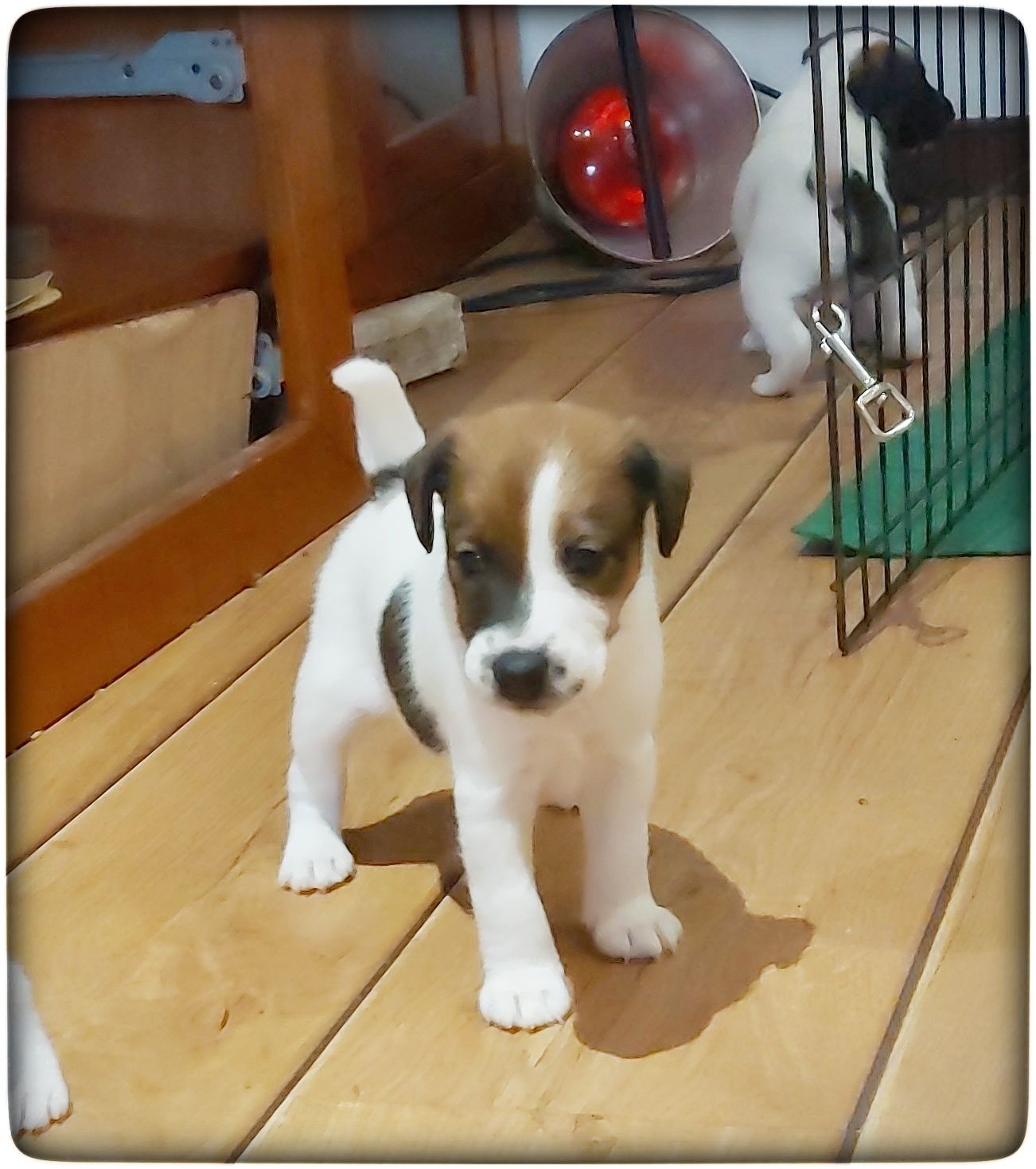 Fox Terrier de Pelo Liso