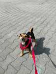 Suczka do adopcji
