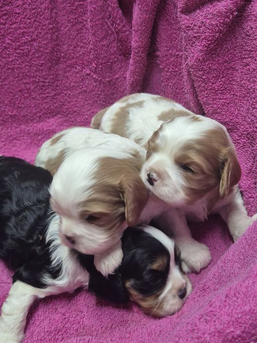 Cavalier King Charles Spaniel chłopaki