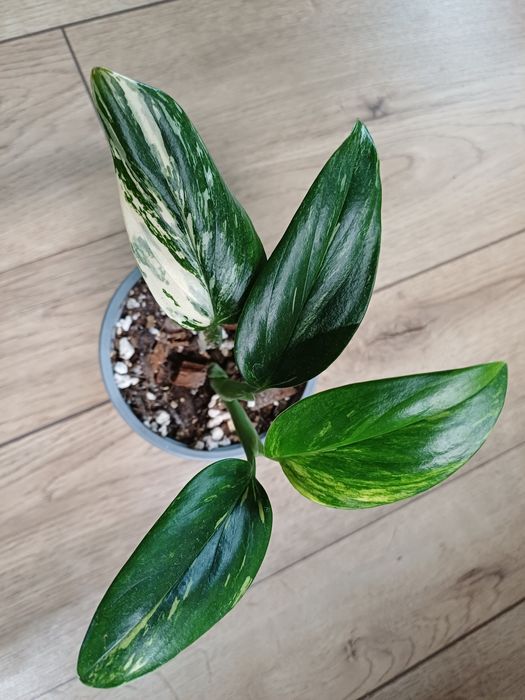 Monstera standleyana Yellow/ cobra Yellow