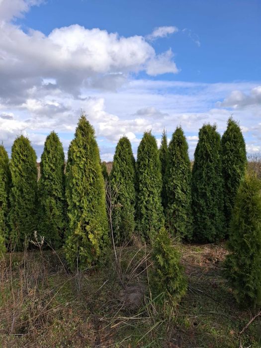 Tuja szmaragd 210- 220 cm PROMOCJA! likwidacja kwatery! 20 zł