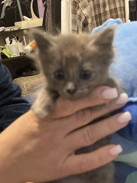 Котик та киця в добрі руки