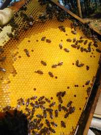 Enxame de abelhas e colmeia