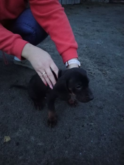 Piesek Gończy Polski