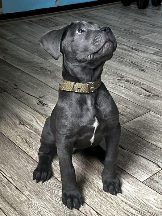 Продам Кане Корсо девочка лиловая