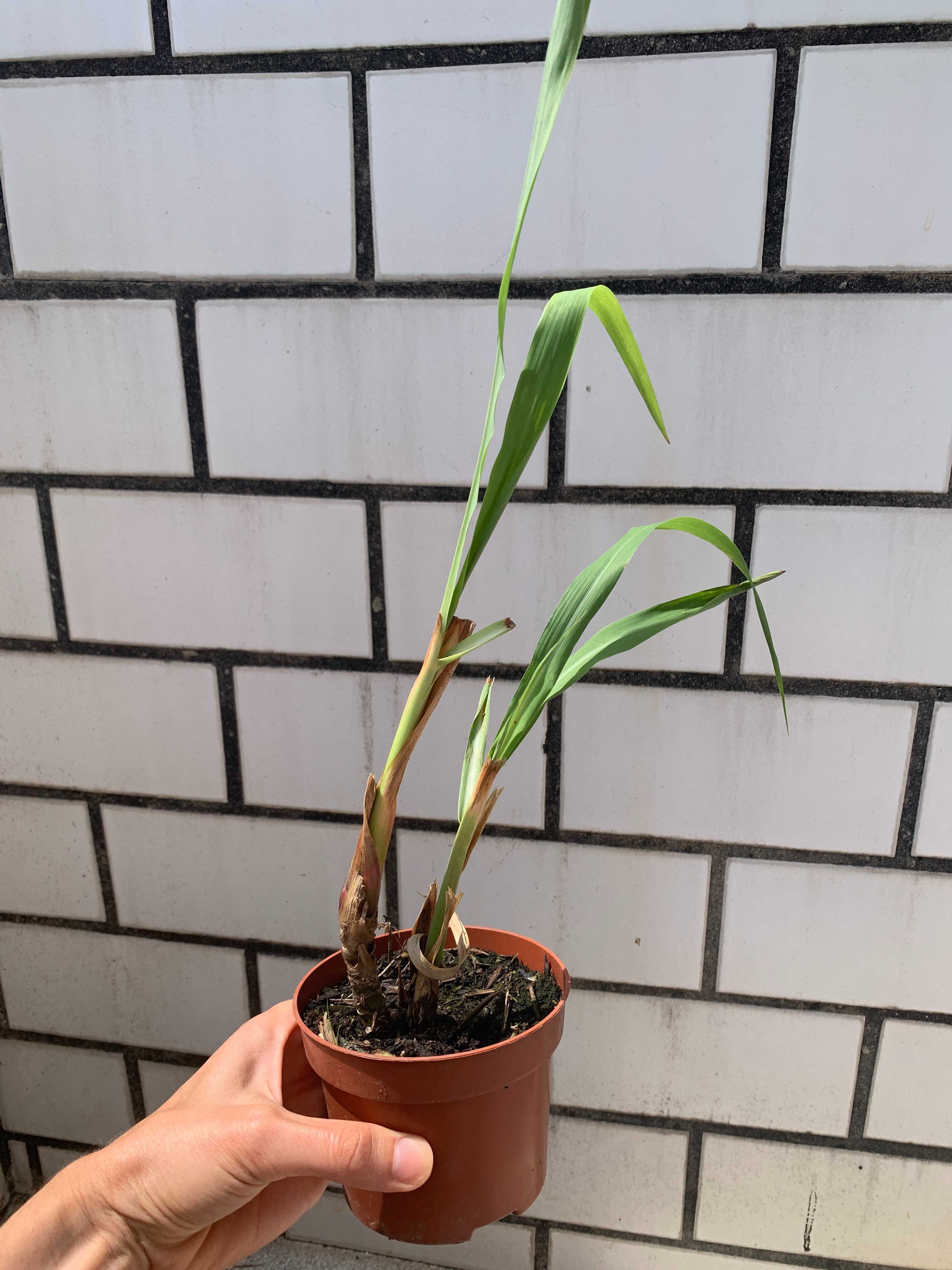 Planta em vaso, Erva-príncipe / Capim-limão - Cymbopogon citratus