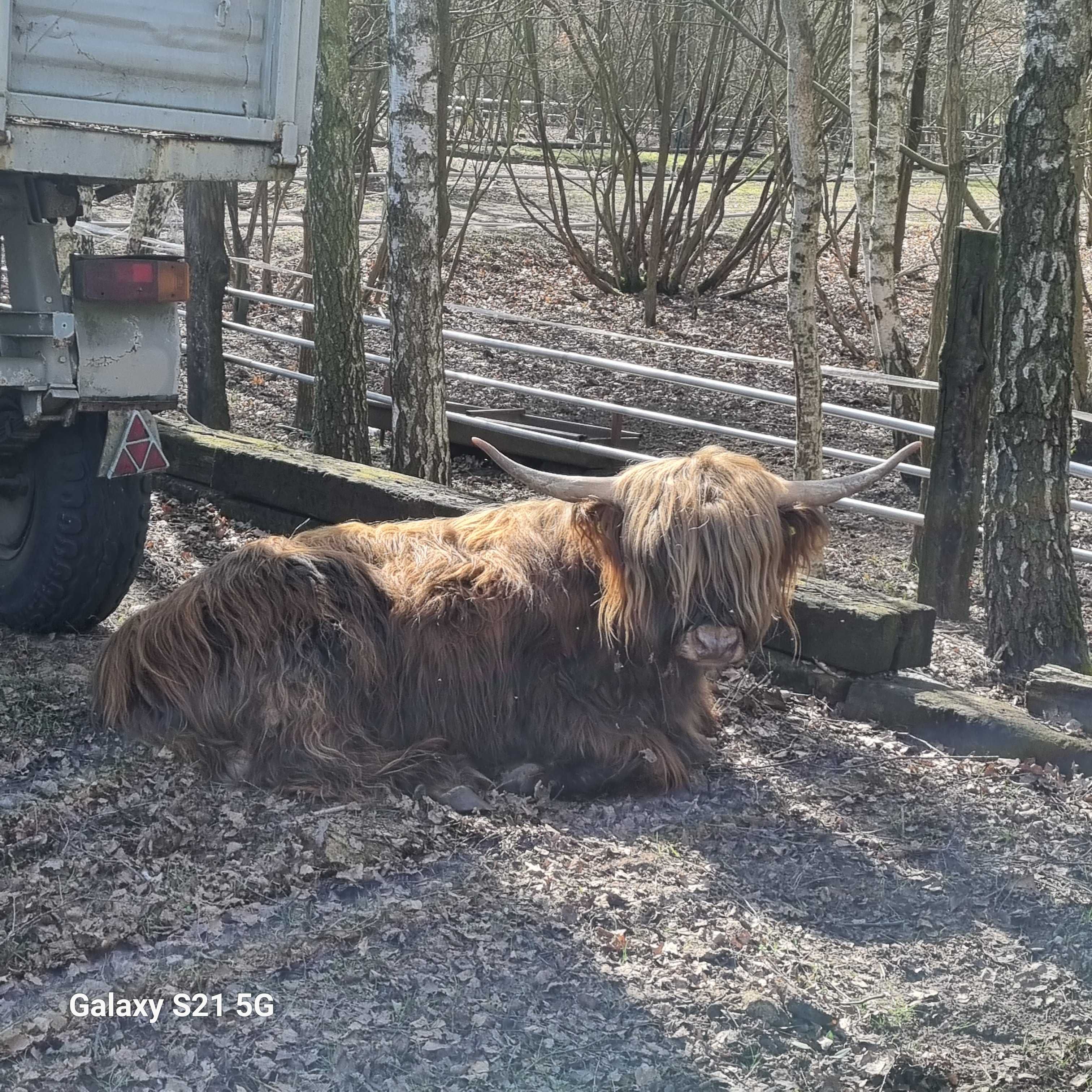 Highland Cattle 3 letni byczek
