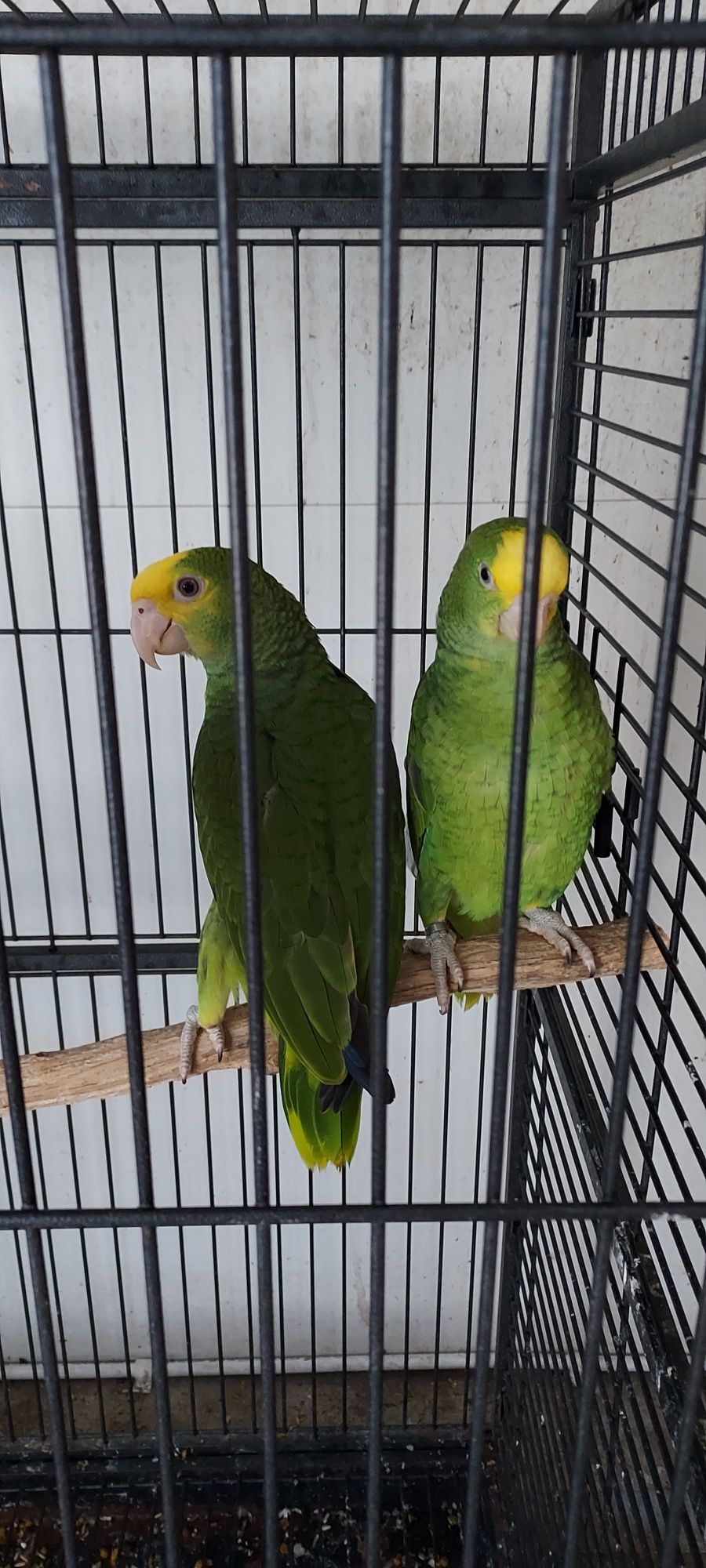 Amazona oratrix.