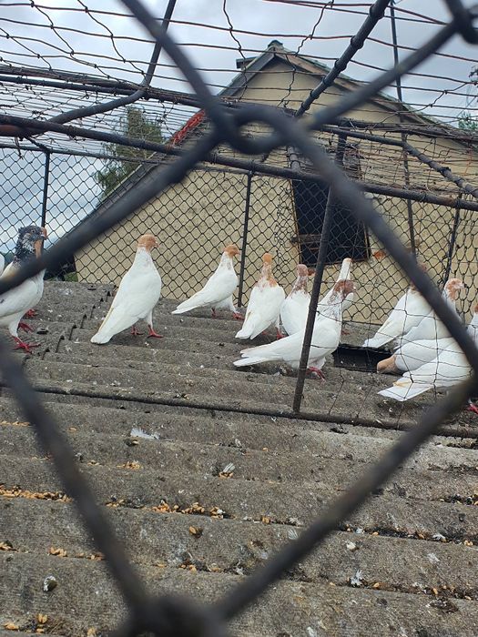 Gołębie Budapeszty