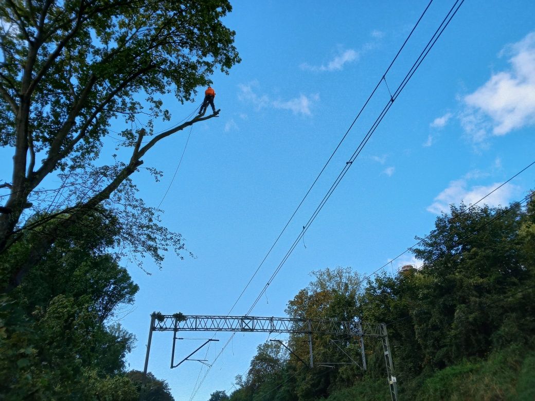 Wycinka drzew metodą ALPINISTYCZNIE oraz przycinka z mieleniem gałęzi