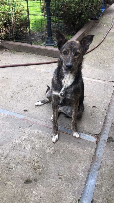 Віддаємо в добрі руки