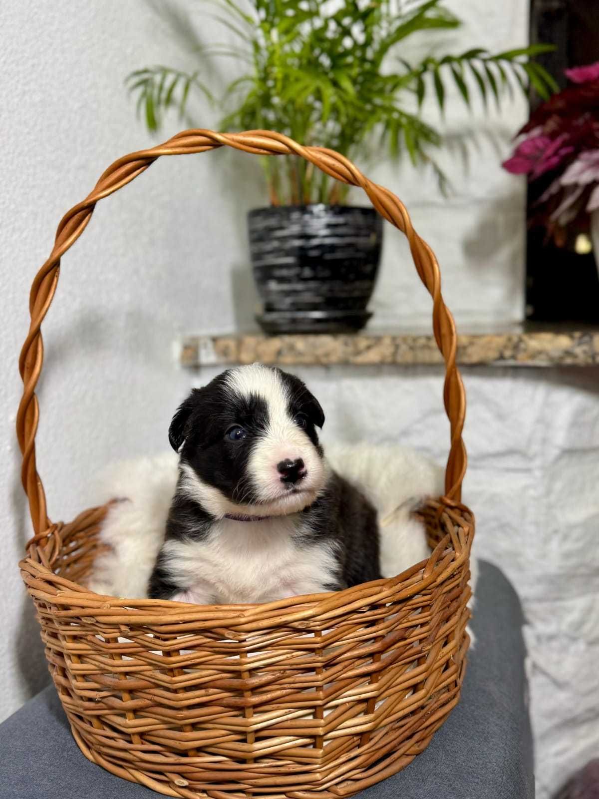 Śliczna suczka Border collie
