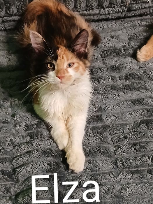 Sprzedam kotkę Maine Coon urodzoną 9.07.2025 roku o imieniu Elza