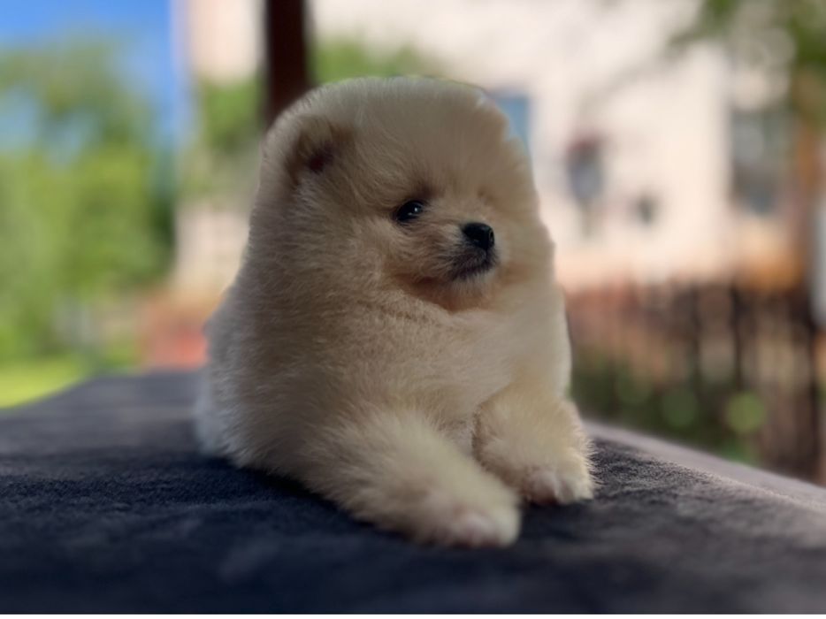 Померанський шпіц