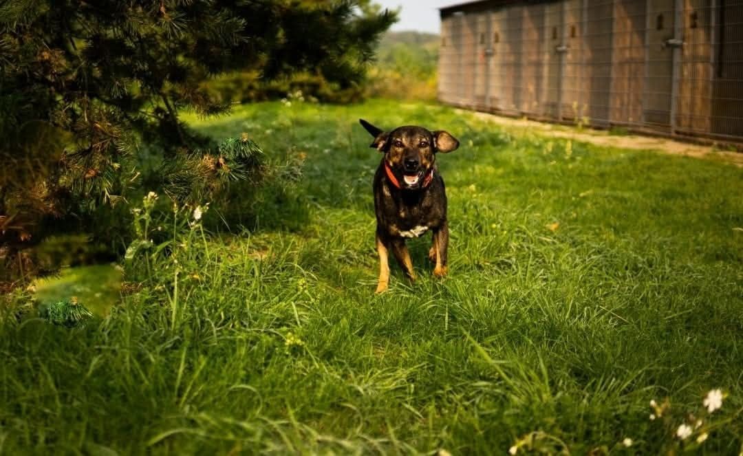 Nero szuka domu.