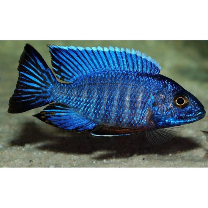 Аквариумные рыбки "Лабидохромис еллоу "