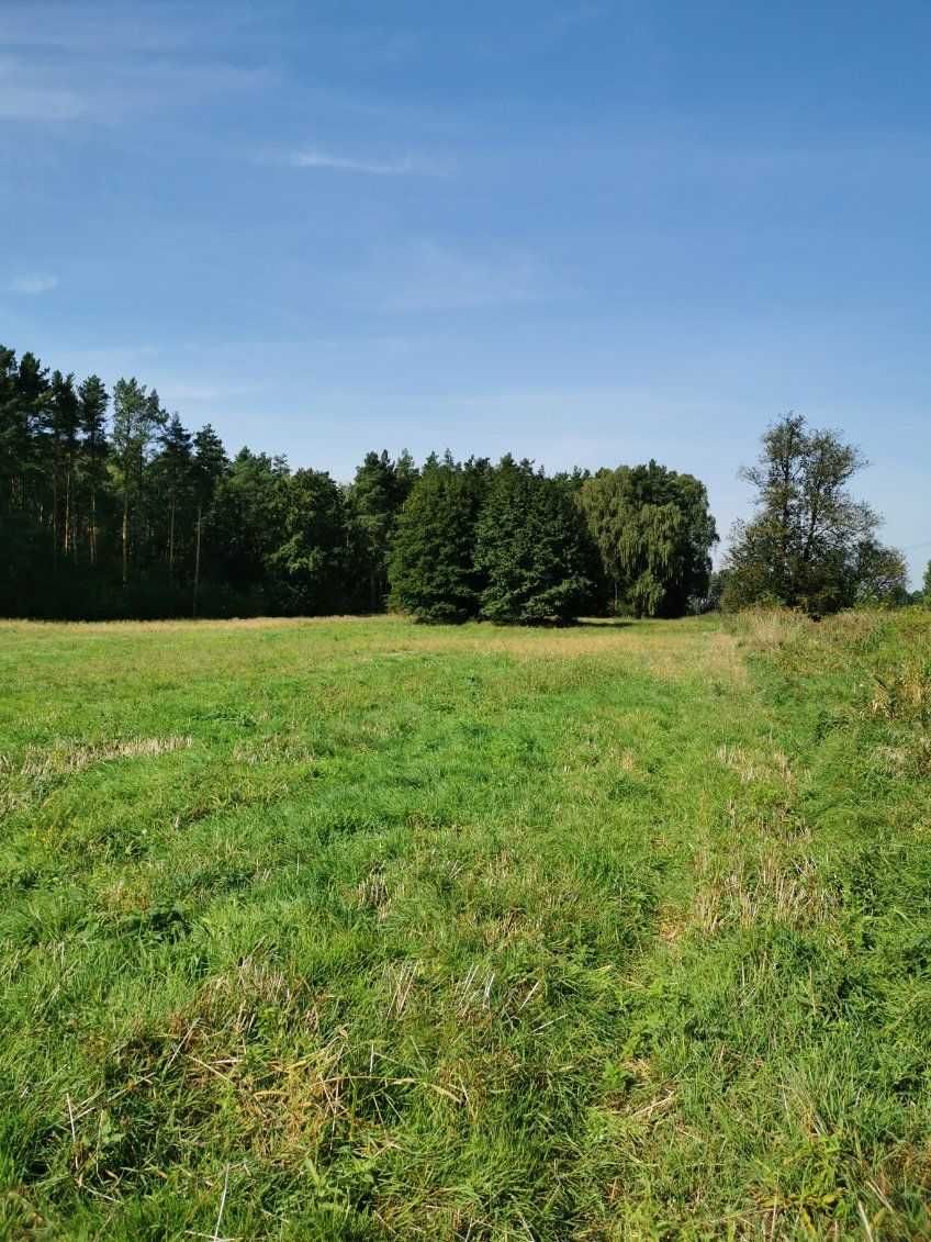 Sprzedam grunty orne Budzyń-Drążki granica z lasem 2,27 ha