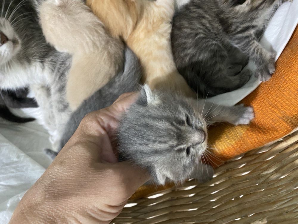 Котята бесплатно, мама британская кошка