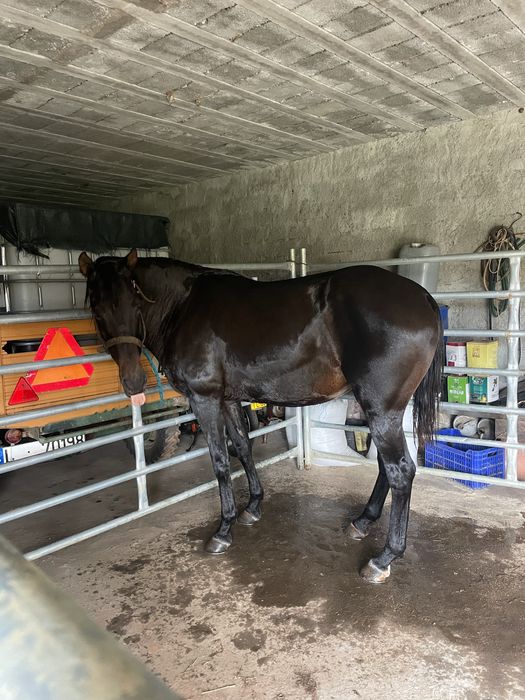 Egua montada super docil