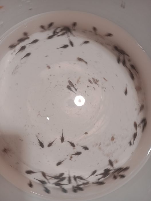 Oddam glonojady male glonojady