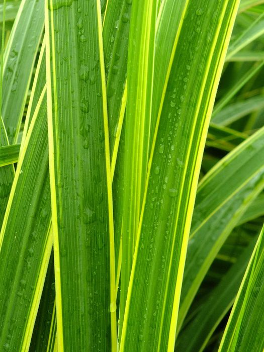 Trawa - piękna ozdoba ogrodu Spartina pectinata 