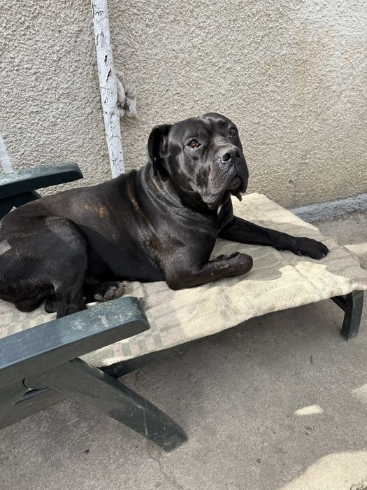 Пес породи Кане корсу самець вʼязка