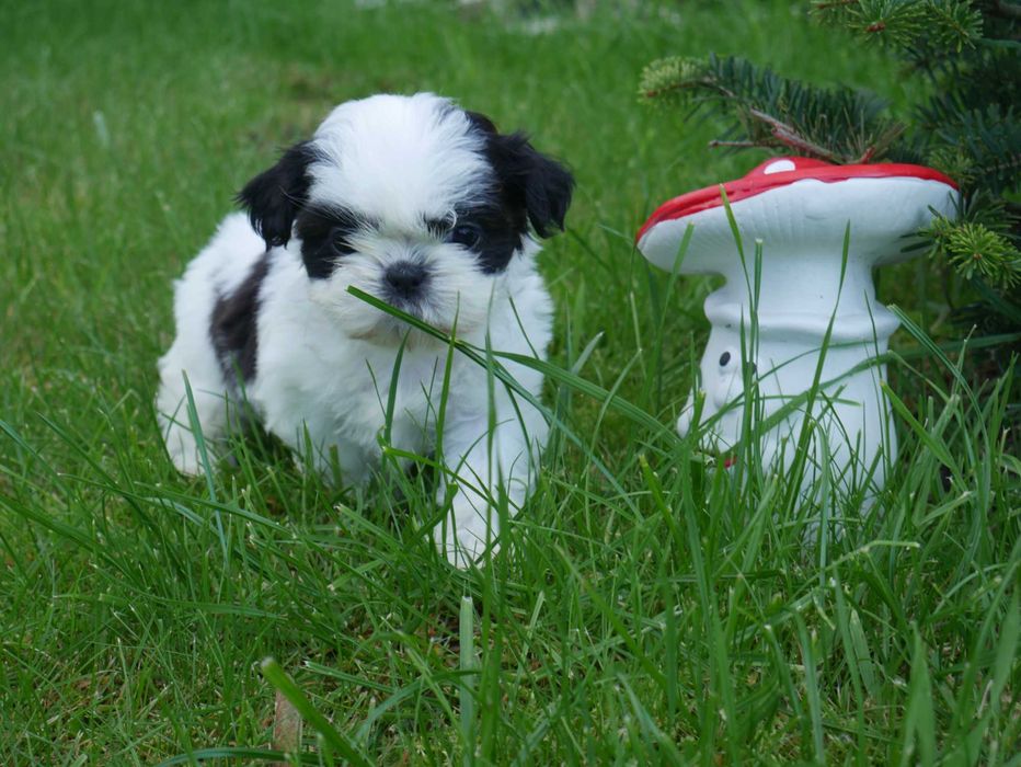 SHIH TZU - suczka