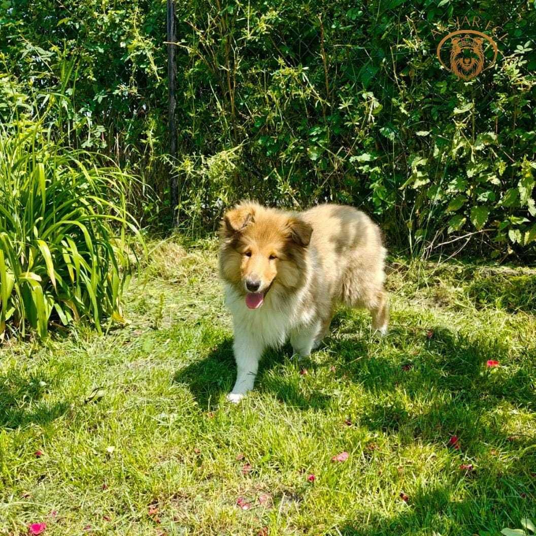 Owczarek Szkocki Collie