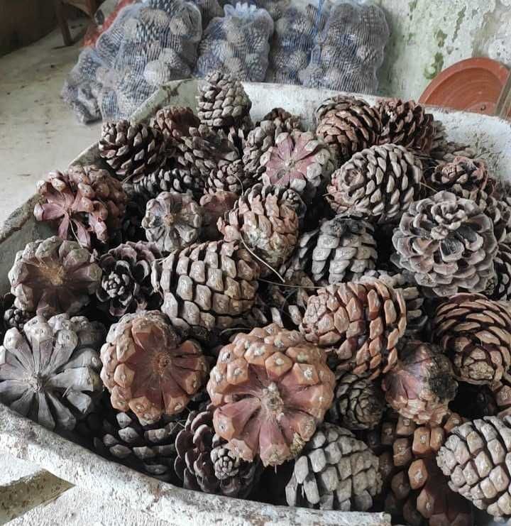 Pinhas boas para lareira/salamandra (Pine cones)