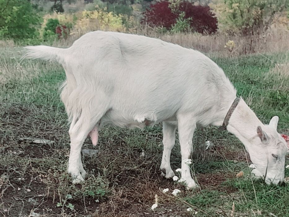 Коза дойная.        .