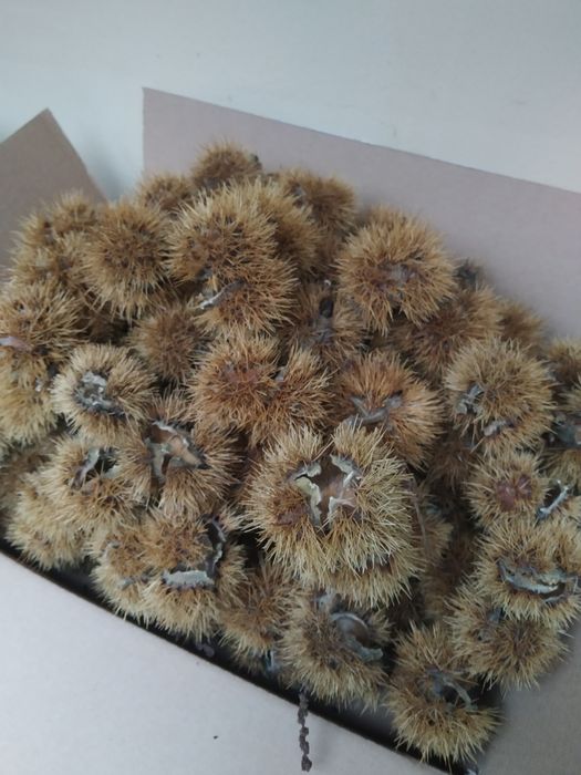 Kasztany jadalne łupiny 15 szt. susz florystyczny dekoracje