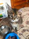 Cila piękna szylkretowa kociczka Maine Coon tygrysio pręgowana MCO