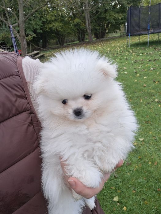 Suczka rasy szpic miniaturowy biały, piesek miś